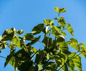 Paulownia