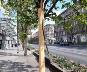 Uszkodzone drzewo przy ul. Krzywoustego w Szczecinie