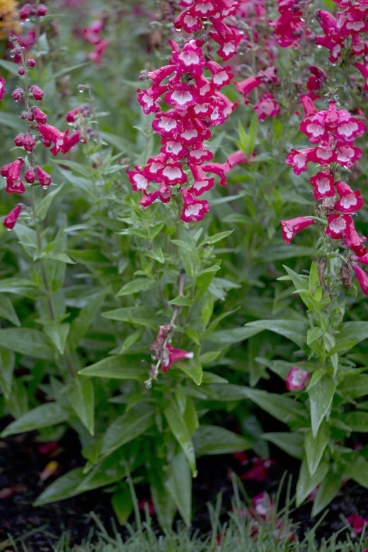 Penstemon