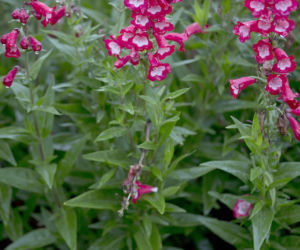 Penstemon