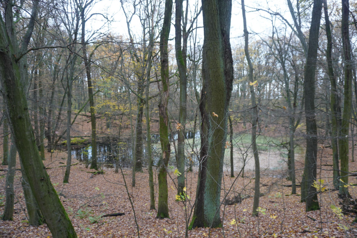 Rezerwat przyrody Meteoryt Morasko