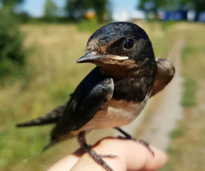 Lucynka