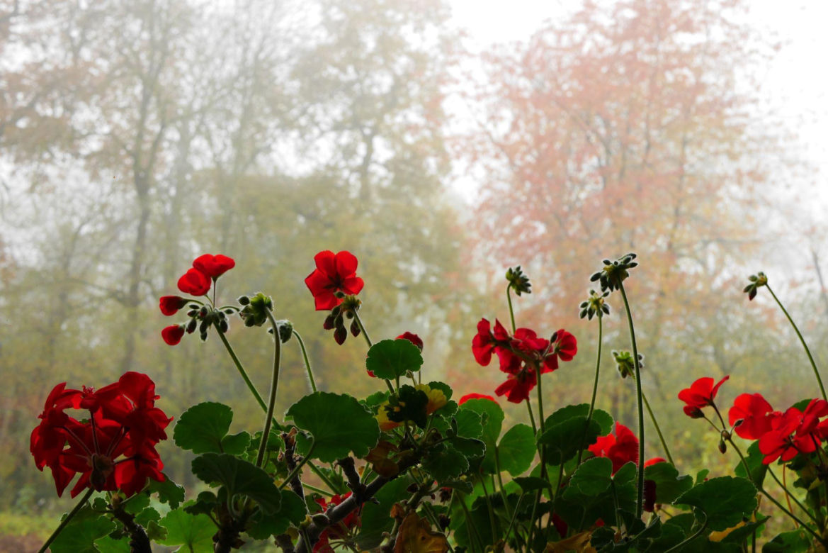 Pelargonie jesienią