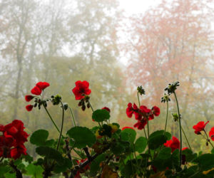 Pelargonie jesienią