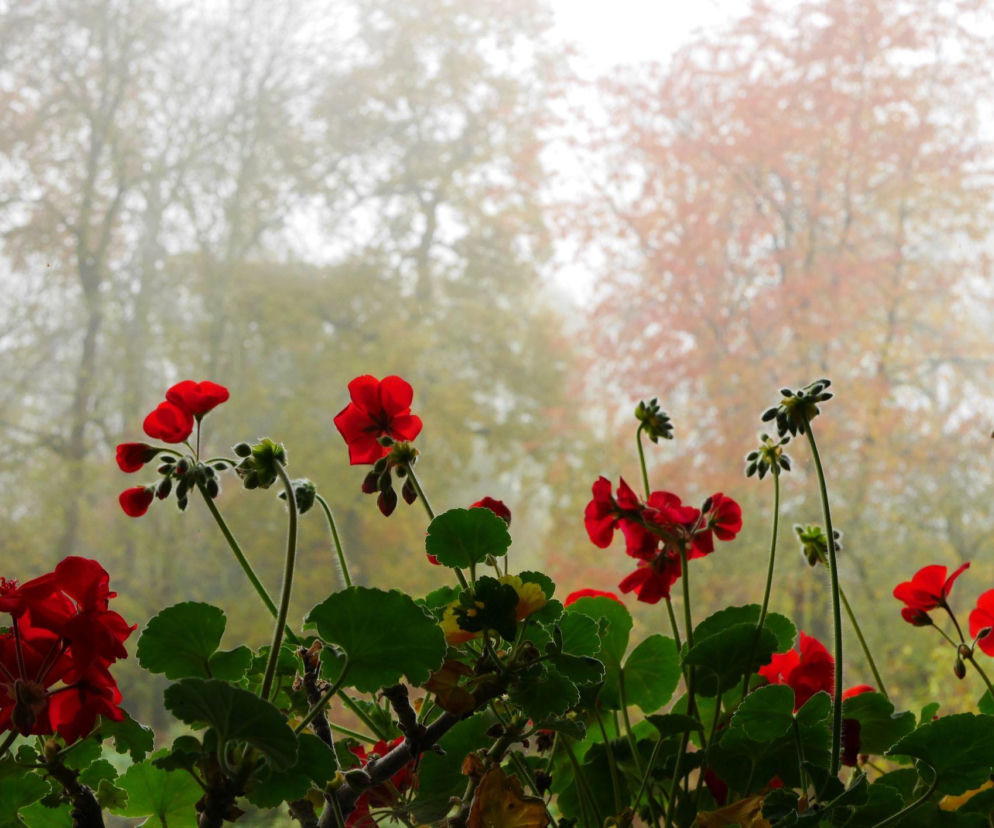 Pelargonie jesienią