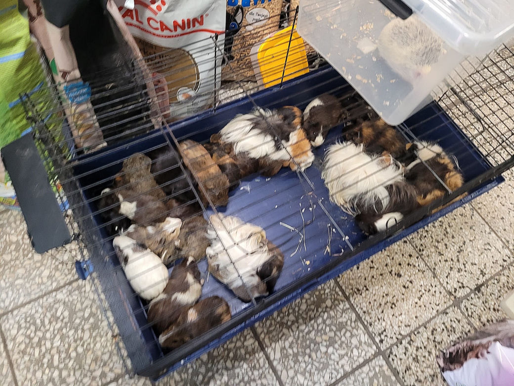 Sklep zoologiczny w Bytomiu: zwierzęta w strasznych warunkach