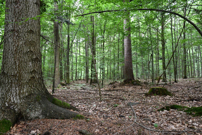 Utworzono Rezerwaty „Góra Skarbowa” i „Uroczysko Tumlińskie”