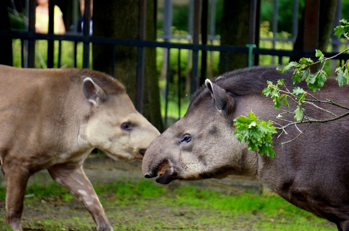 Zoo Wrocław: Tapir anta