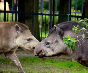 Zoo Wrocław: Tapir anta