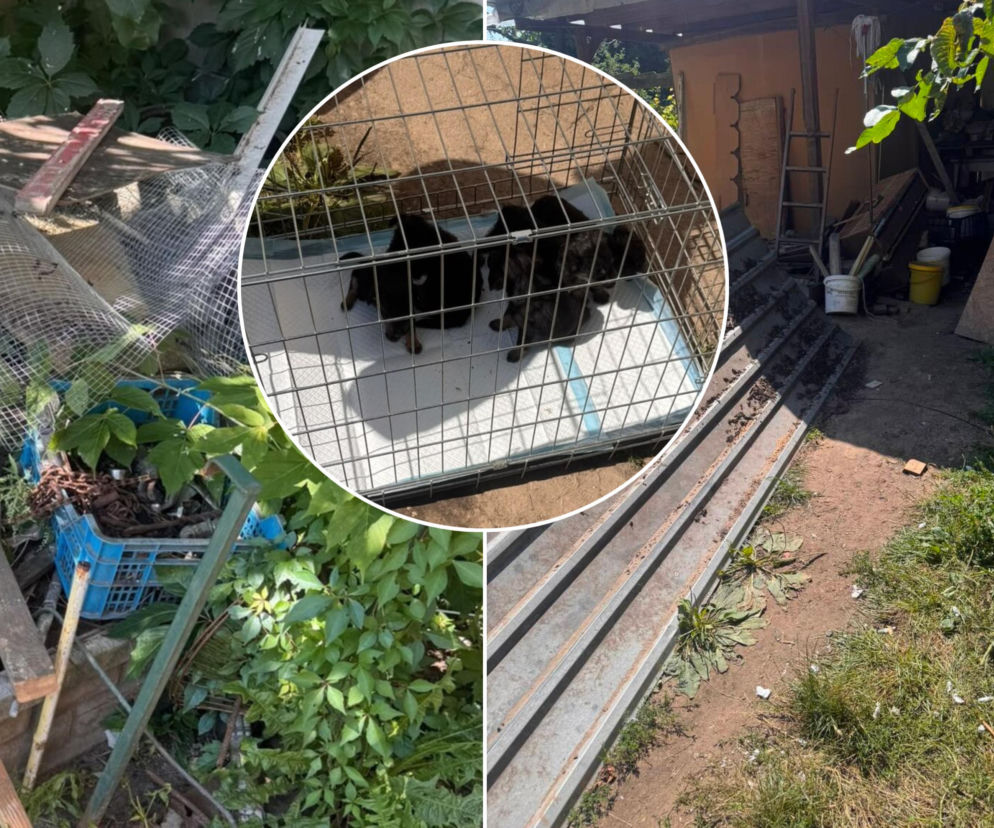 Psy jadły z ziemi, piły zieloną wodę. Potem wyszło na jaw, co stało się ze szczeniakami