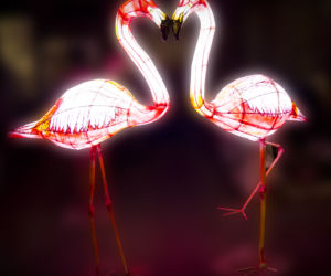 Podświetlone zwierzęta we wrocławskim zoo