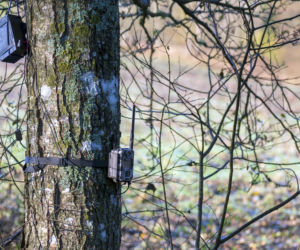 Fotopułapki do monitoringu posesji to hit! Jak wybrać model i ile to kosztuje?