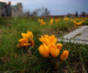 Krokusy w Szczecinie