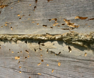 Efekty żerowania szkodników drewna można dostrzec, gdy dorosłe osobniki wygryzą otwory wylotowe średnicy 2-6 mm