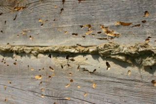 Efekty żerowania szkodników drewna można dostrzec, gdy dorosłe osobniki wygryzą otwory wylotowe średnicy 2-6 mm