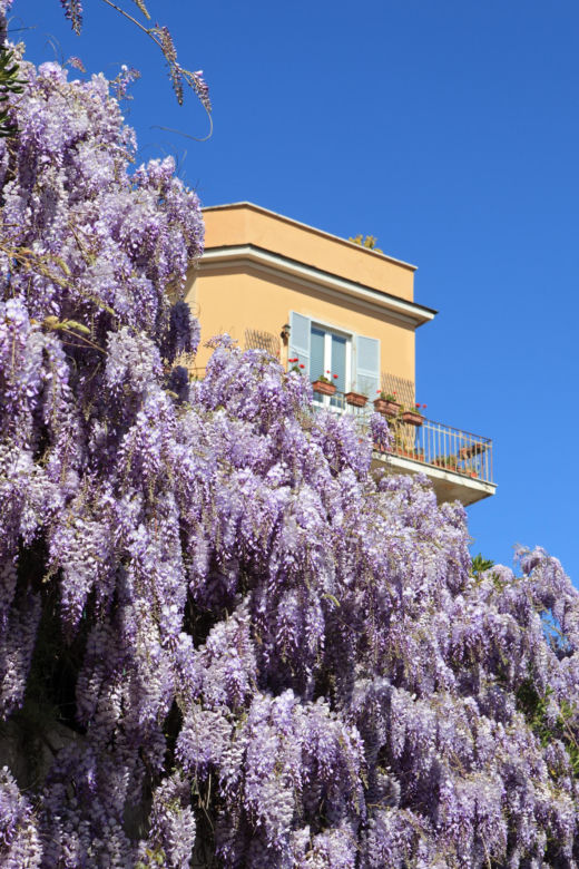 Wisteria