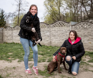 Mieszkańcy Krakowa chętnie adoptują psy w czasie koronawirusa