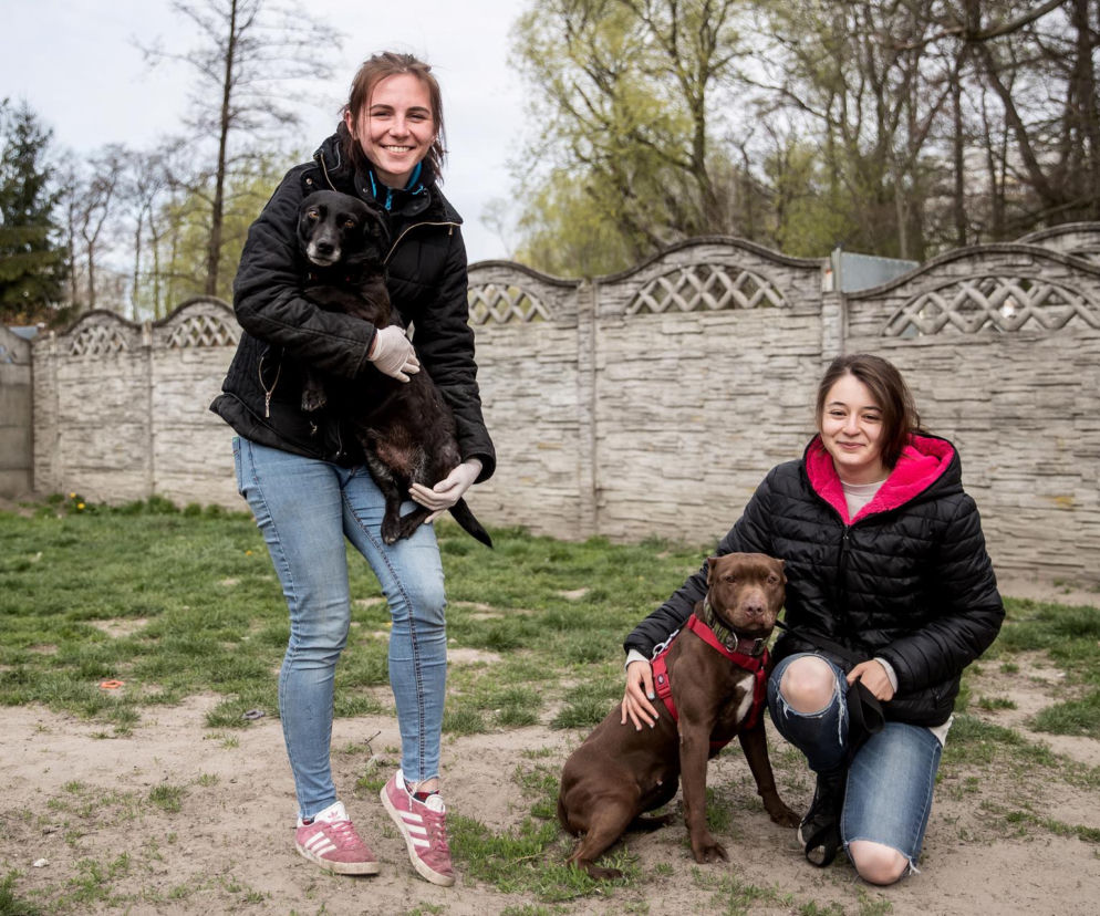 Mieszkańcy Krakowa chętnie adoptują psy w czasie koronawirusa