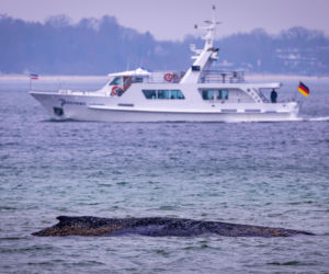 Humbak utknął u północnych wybrzeży Niemiec