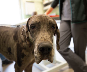 11 dogów niemieckich na granicy polsko-ukraińskiej