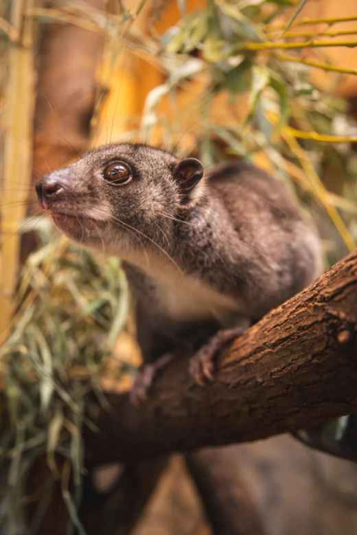 Nocny akrobata z Indonezji zamieszkał we Wrocławiu! Poznajcie nowego lokatora Zoo