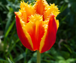Tulipany strzępiaste