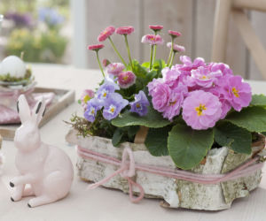 Wiosenne kwiaty doniczkowe. Niezapominajki, stokrotki, bratki i prymulki w doniczkach