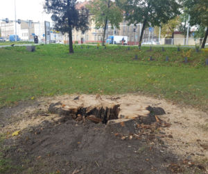 Strażacy (i piły) na pełnych obrotach