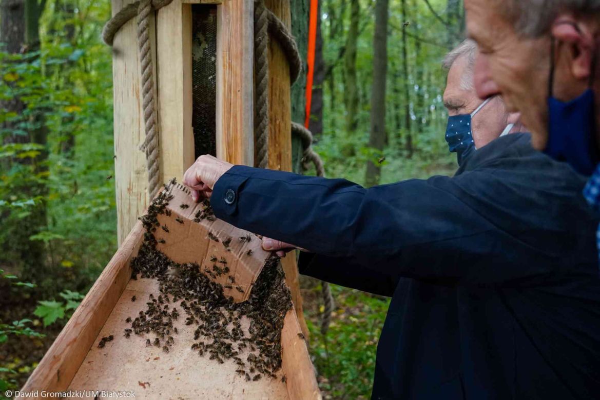 Pszczoły zamieszkały w drzewach. To pierwszy taki projekt w Polsce [ZDJĘCIA]