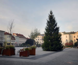 Bydgoszcz: Choinka z Borów Tucholskich stanęła na Starym Rynku