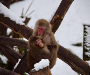 Zimowe harce na śniegu - zwierzaki z płockiego zoo szaleją ZOBACZ ZDJĘCIA!