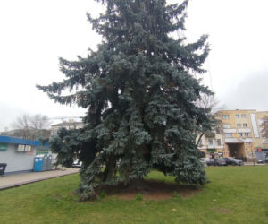 Choinka miejska Siedlce