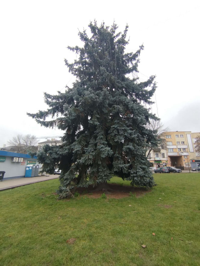 Choinka miejska Siedlce