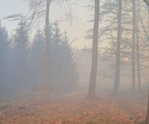 Pożar Lubańskiego Wielkiego Lasu 