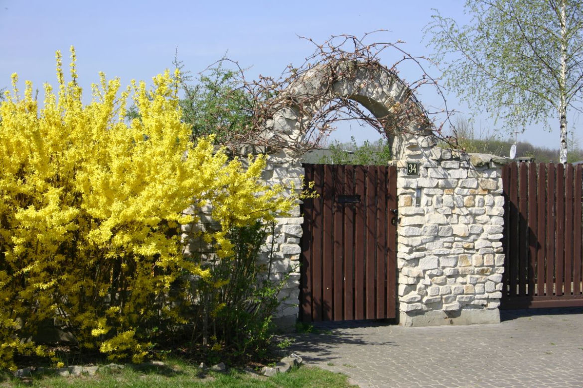 Forsycja
