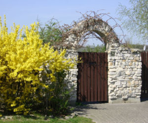 Forsycja