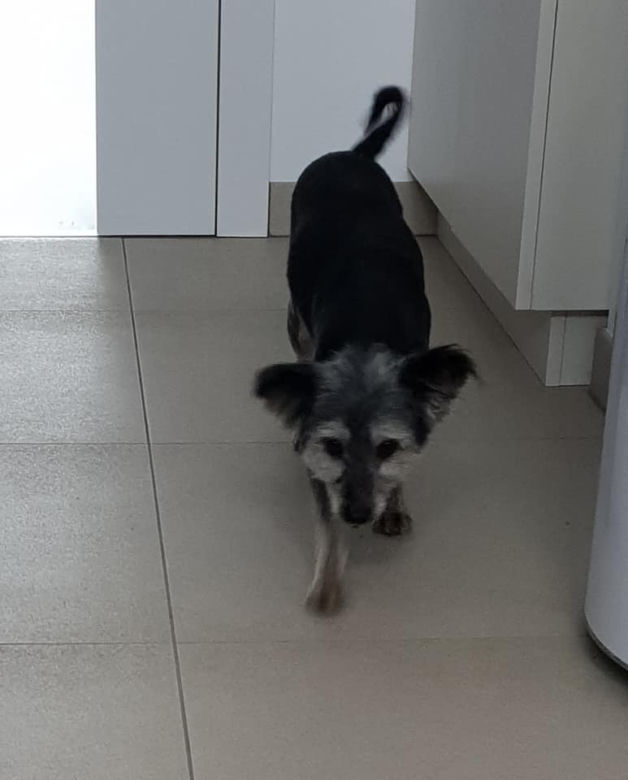 Skrajnie zaniedbane suczki LEDWO żyły! Miały na sobie aż 6 kilogramów kołtunów [ZDJĘCIA]