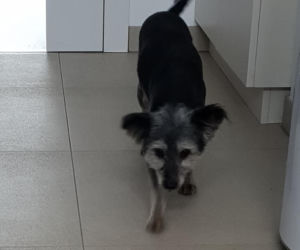 Skrajnie zaniedbane suczki LEDWO żyły! Miały na sobie aż 6 kilogramów kołtunów [ZDJĘCIA]
