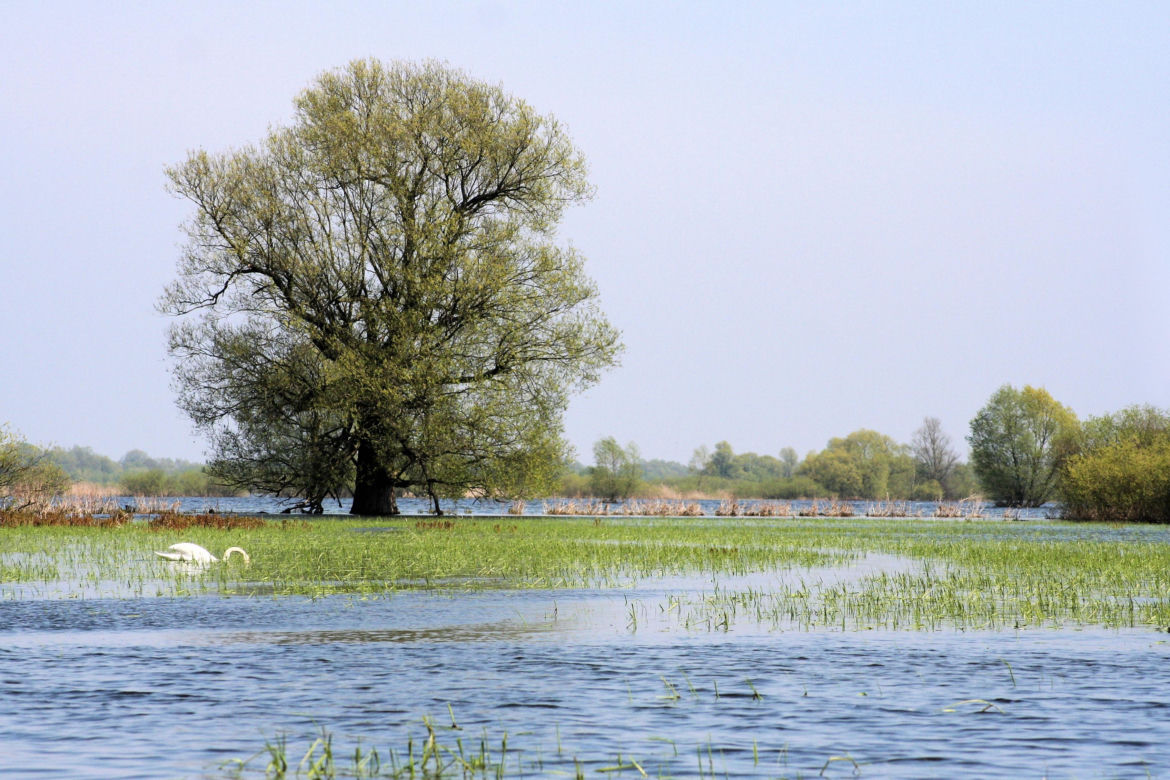 Park Narodowy Ujście Warty