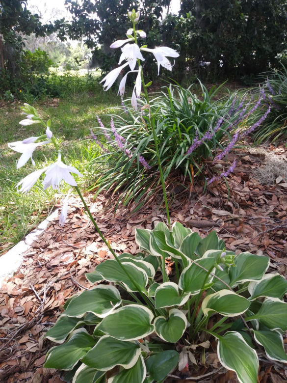 Liriope szafirkowata