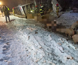 Dukt. 35 świń zginęło w męczarniach! Przygniotły się nawzajem po wypadku MAN-a [ZDJĘCIA]