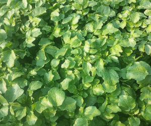 Nie awokado ani jarmuż. Naukowcy wskazali najzdrowsze warzywo no świecie. Polacy wciąż rzadko po nie sięgają