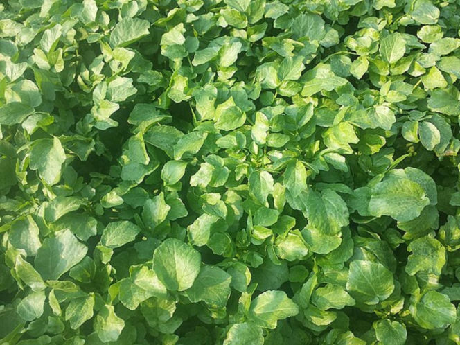 Nie awokado ani jarmuż. Naukowcy wskazali najzdrowsze warzywo no świecie. Polacy wciąż rzadko po nie sięgają