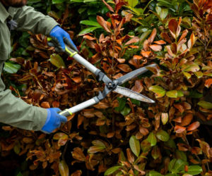 Wiosenne porządki w ogrodzie