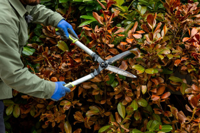 Wiosenne porządki w ogrodzie