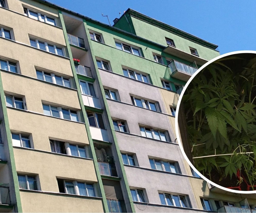 ŁÓDŹ. Hodował marihuanę w namiocie... W BLOKU! Może pójść za kratki nawet na 3 lata