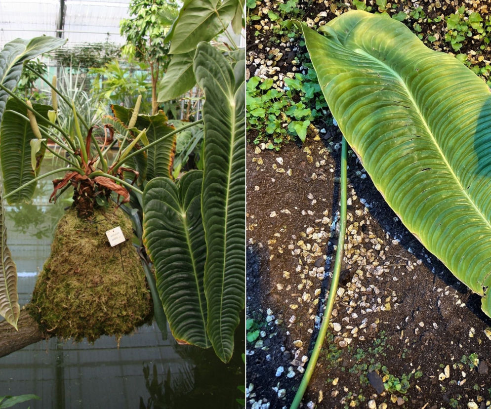 Kolumbijski król porwany! Wielka strata w Ogrodzie Botanicznym UW