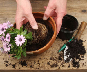 Osteospermum