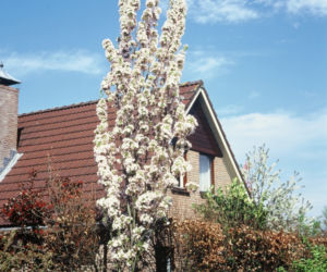 Wiśnia piłkowana 'Amanogawa'