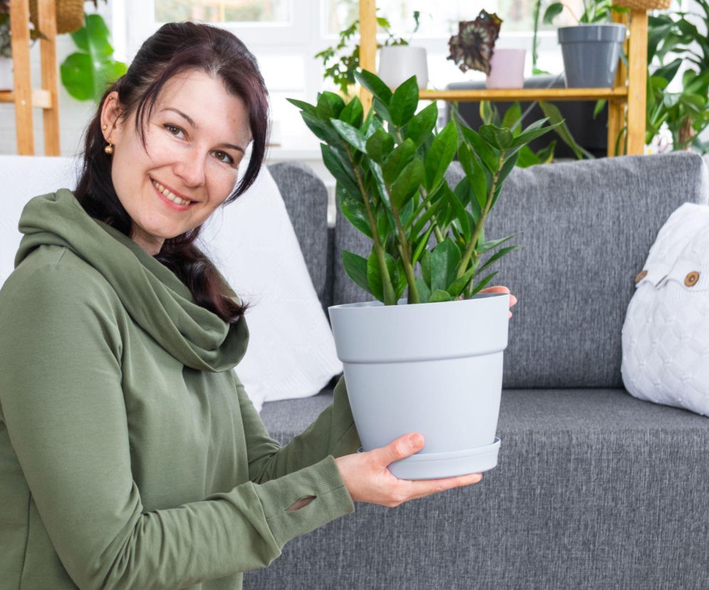 Uśmiechnięta kobieta trzyma zamiokulkasa w jasnej doniczce. O trikach na podlewanie roślin przeczytasz w SE.